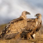 Griffon vulture (23)