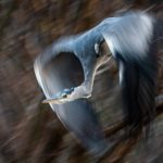 Grey heron (2)