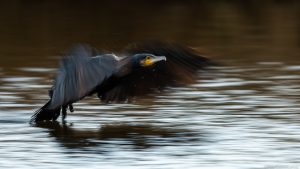 Great cormorant (8)