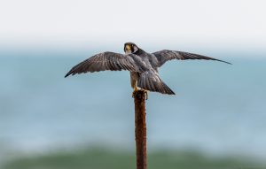 Peregrine falcon (11)