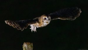 Tawny owl (1)