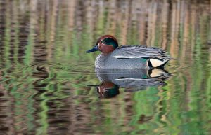 Common teal (2)