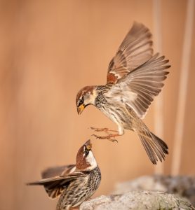 Spanish sparrow (14)