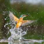 Kingfisher (Hide T2)