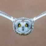 Short-eared owl (55)