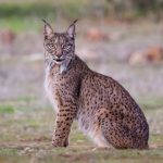 Iberian lynx (9)