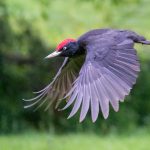 Black woodpecker (40)